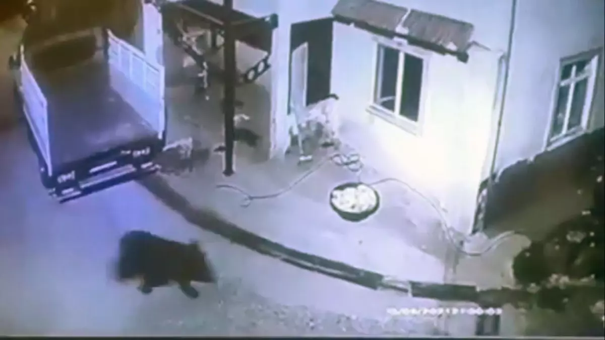 Son dakika haberleri! Giresun'da aç kalıp mahalleye inen ayı güvenlik kamerasında