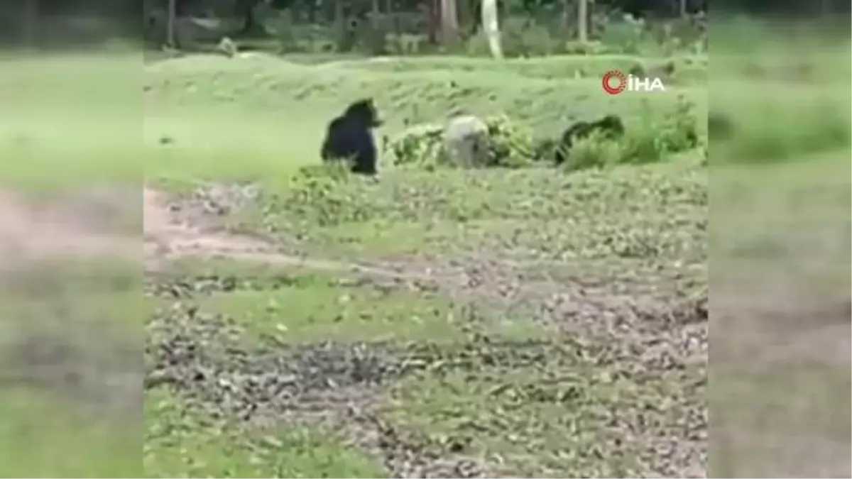 Hindistan'da futbol topuyla oynayan ayılar viral oldu