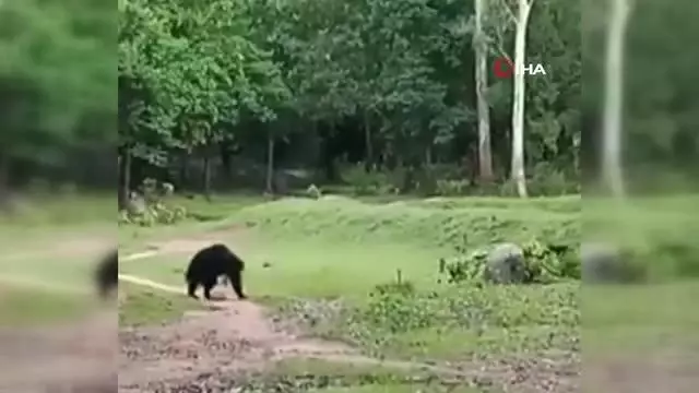 Hindistan'da futbol topuyla oynayan ayılar viral oldu