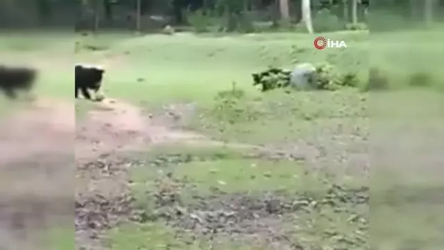 Hindistan'da futbol topuyla oynayan ayılar viral oldu