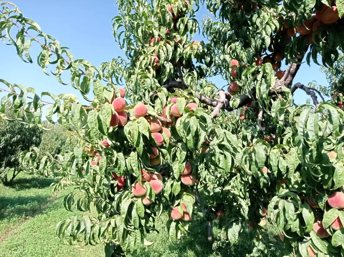 Iğdır şeftalisi sofralar için hasat edilmeye başlandı