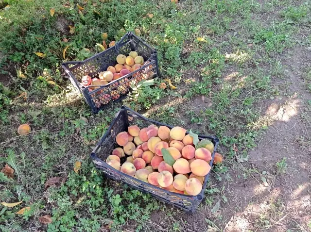 Iğdır şeftalisi sofralar için hasat edilmeye başlandı