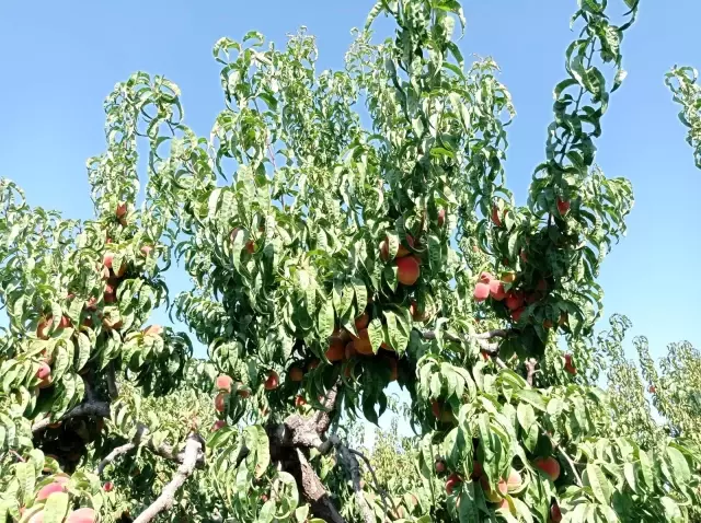 Iğdır şeftalisi sofralar için hasat edilmeye başlandı