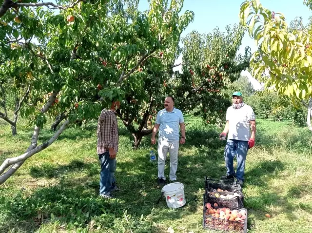 Iğdır şeftalisi sofralar için hasat edilmeye başlandı