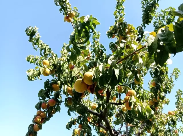 Iğdır şeftalisi sofralar için hasat edilmeye başlandı