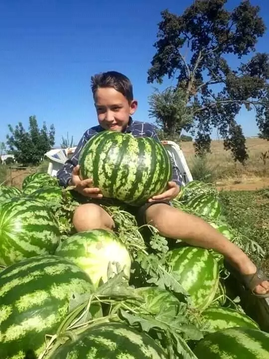 İkiz karpuz ve kavun görenleri şaşırttı