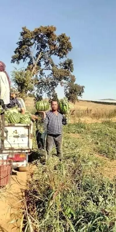 İkiz karpuz ve kavun görenleri şaşırttı