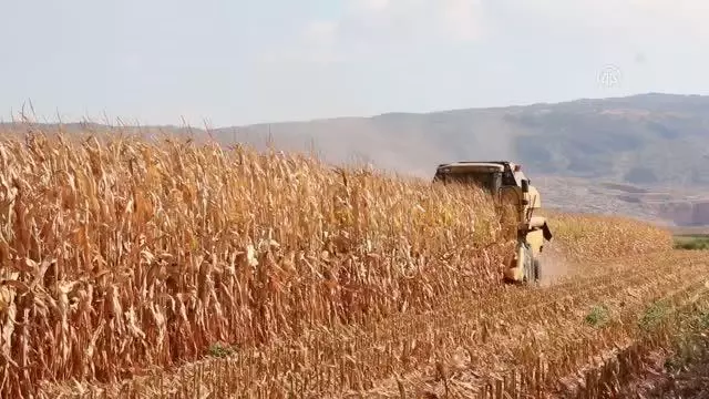 KAHRAMANMARAŞ - Pazarcık'ta mısır hasadı başladı