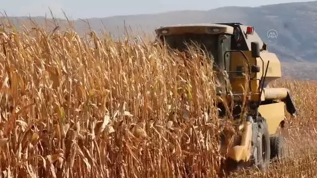 KAHRAMANMARAŞ - Pazarcık'ta mısır hasadı başladı