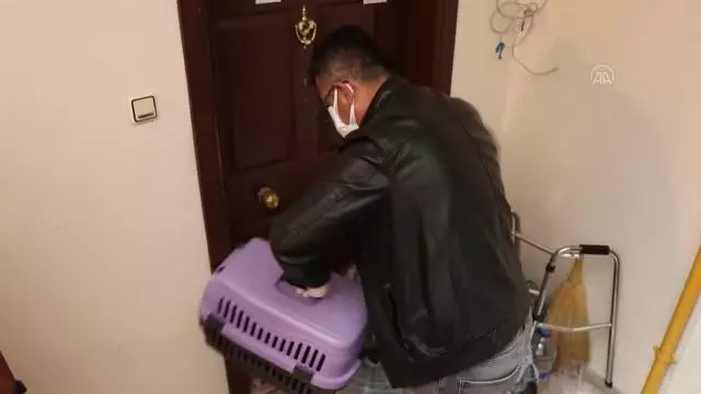 Kapısı çilingir yardımıyla açılan daireden 50 kedi çıkarıldı