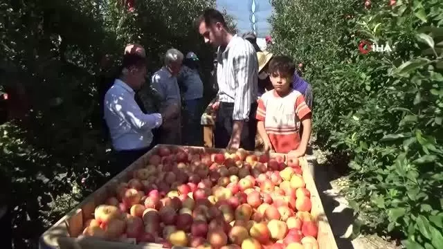 Karaman'da günlük 13 bin kişi elma toplamaya gidiyor