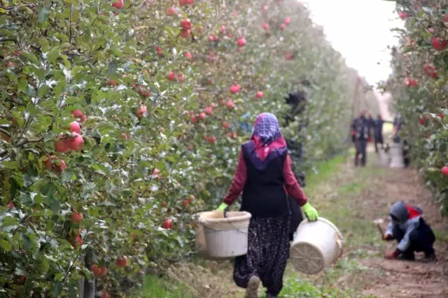 Karaman'da günlük 13 bin kişi elma toplamaya gidiyor