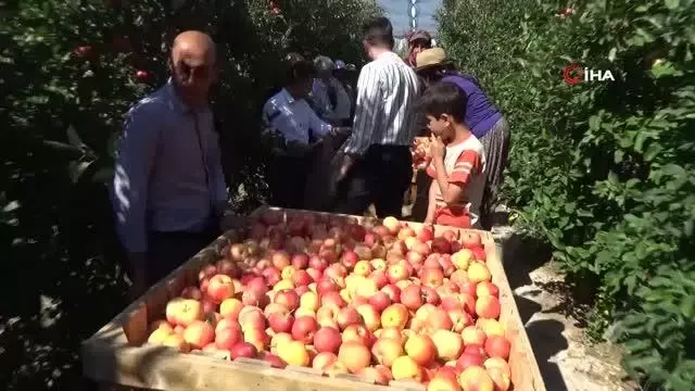 Karaman'da günlük 13 bin kişi elma toplamaya gidiyor