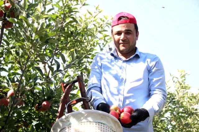 Karaman'da günlük 13 bin kişi elma toplamaya gidiyor