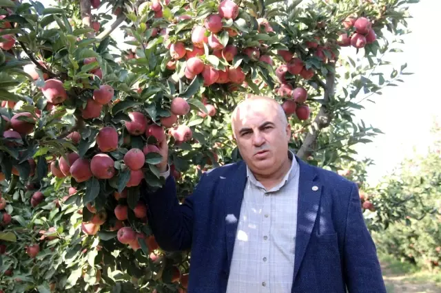Karaman'da günlük 13 bin kişi elma toplamaya gidiyor