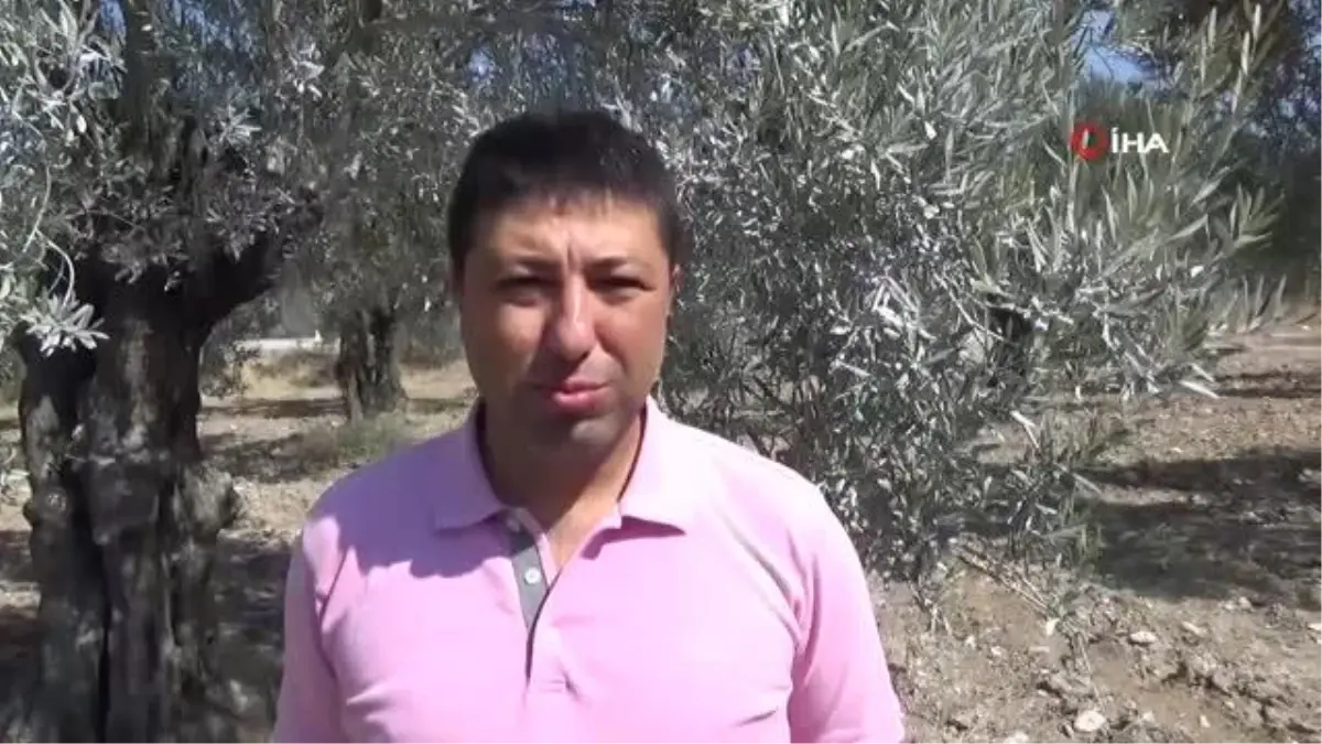 Kuraklık alarmı...'Zeytinde az su isteyen yerli çeşitler tercih etmeliyiz