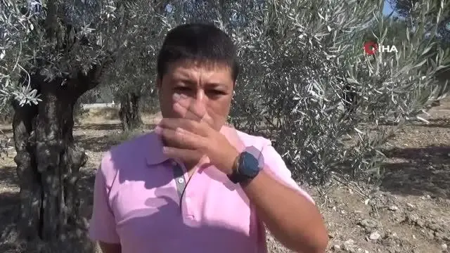 Kuraklık alarmı...'Zeytinde az su isteyen yerli çeşitler tercih etmeliyiz