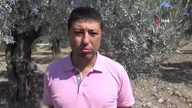 Kuraklık alarmı...'Zeytinde az su isteyen yerli çeşitler tercih etmeliyiz