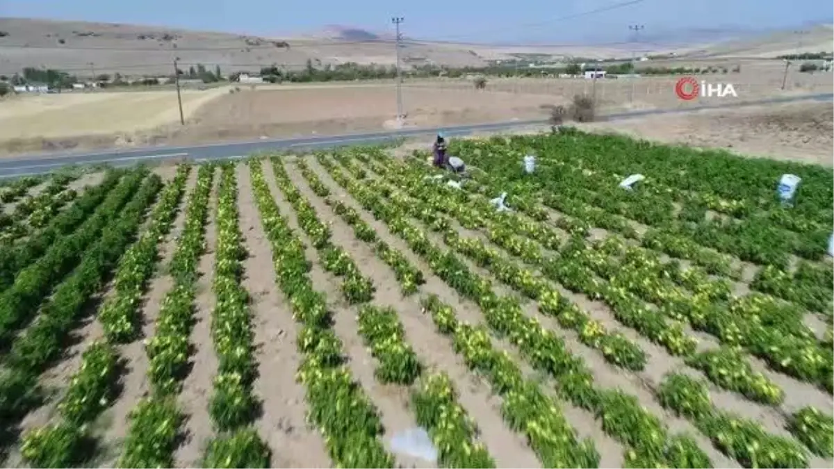 Marketlerdeki fahiş fiyata kızdı, tarlasını vatandaşlara açtı