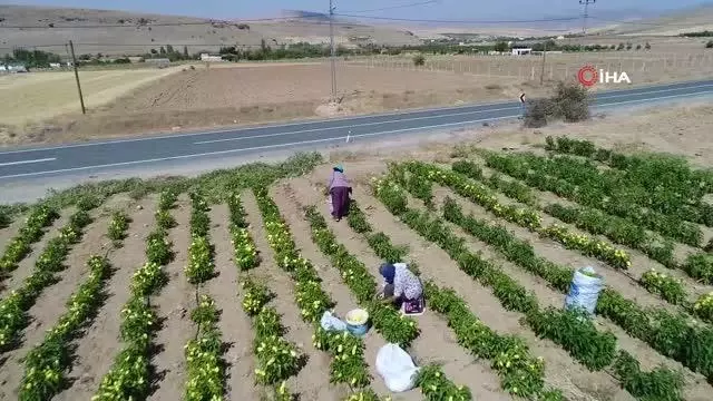 Marketlerdeki fahiş fiyata kızdı, tarlasını vatandaşlara açtı