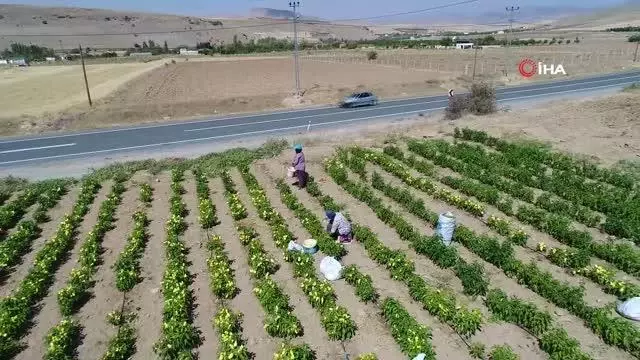 Marketlerdeki fahiş fiyata kızdı, tarlasını vatandaşlara açtı