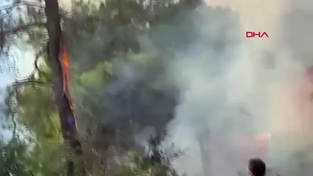 ORMAN İŞÇİSİ DEVRİLEN AĞACIN ALTINDA KALMAKTAN SON ANDA KURTULDU