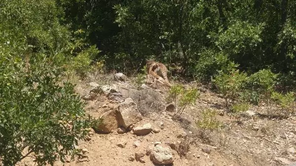 'Ormanın hayaleti' vaşak avda görüntülendi