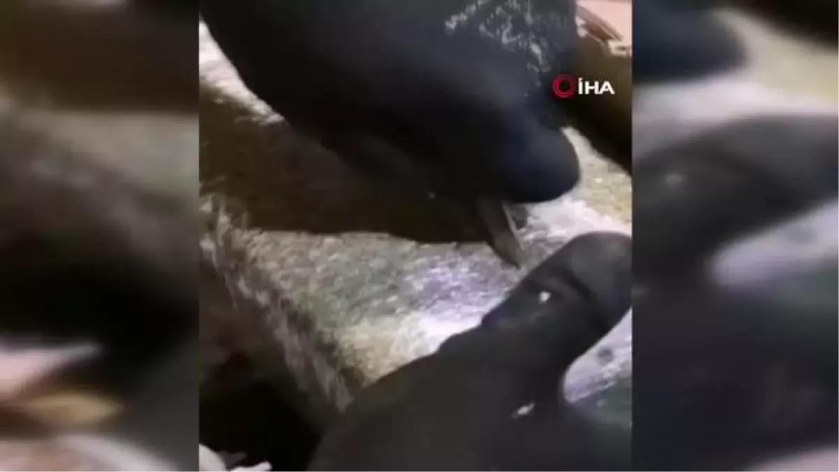 Otobüs ile eroin sevkiyatına naroktik engeli