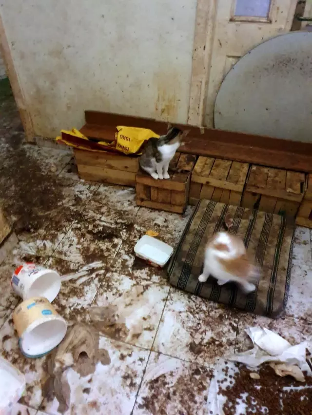 Polislere kapıyı açmayan kadının evindeki kokuların sebebi ortaya çıktı