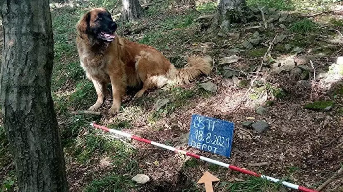 Sahibi tarafından gezintiye çıkarılan köpek, servet değerinde define buldu