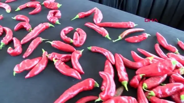 SAMANDAĞ BİBERİ, COĞRAFİ İŞARET ALDI