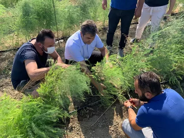 Serik Tarım ve Orman Müdürü Çömezoğlu, kuşkonmaz üreticisini ziyaret etti