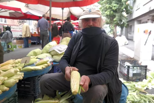 Silajlık mısır süt mısırının önünü kesti