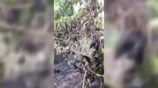 Tarım arazisinde çıkan yangında muz, avokado ve zeytin ağaçları zarar gördü