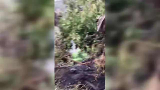 Tarım arazisinde çıkan yangında muz, avokado ve zeytin ağaçları zarar gördü