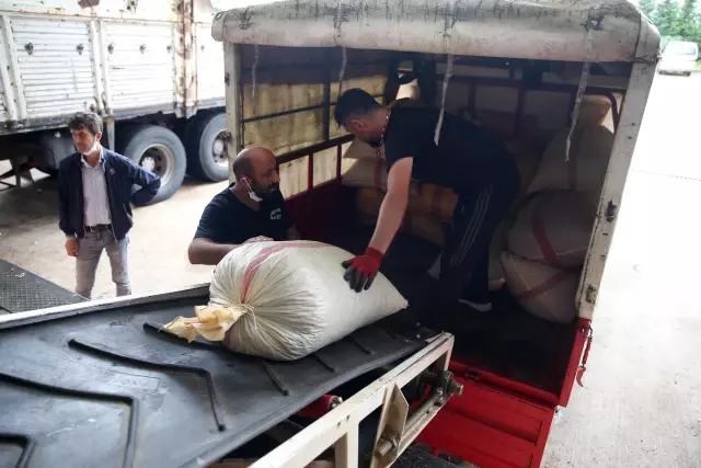 TMO'nun fındık alımları devam ediyor