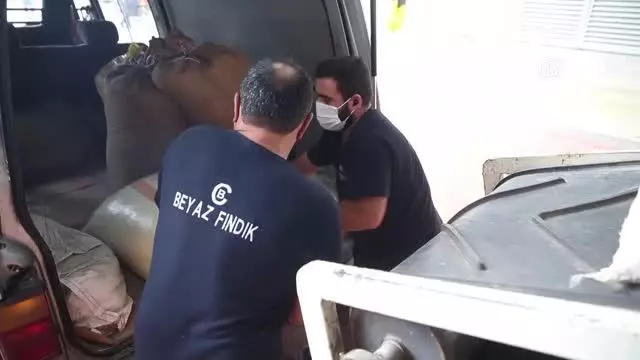 TMO'nun fındık alımları devam ediyor