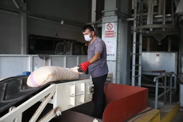 TMO'nun fındık alımları devam ediyor