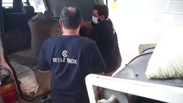 TMO'nun fındık alımları devam ediyor
