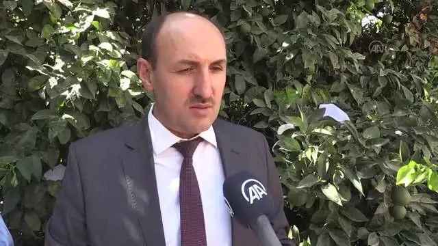 Turunçgil bahçelerine 30 bin faydalı böcek salındı