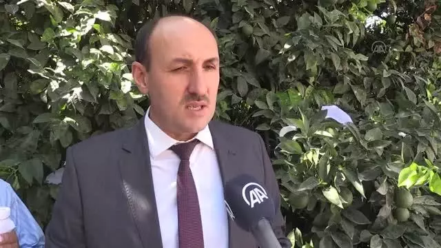 Turunçgil bahçelerine 30 bin faydalı böcek salındı