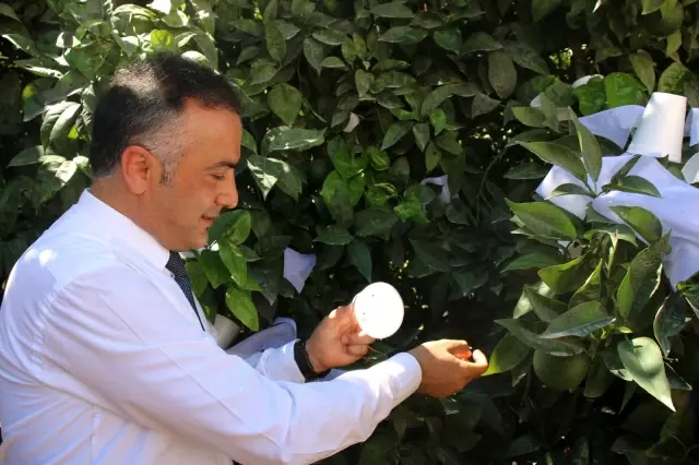 Turunçgil zararlıları avcı böceklerle yok edilecek