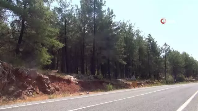 Son dakika... Yangın arıcıları vurdu, çam balı üretimi yağmura kaldı