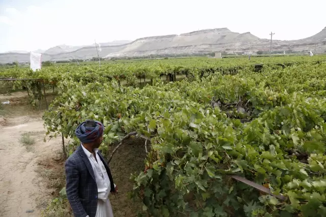 Yemen'in kendine has üzüm türleri iç savaş nedeniyle tehlike altında