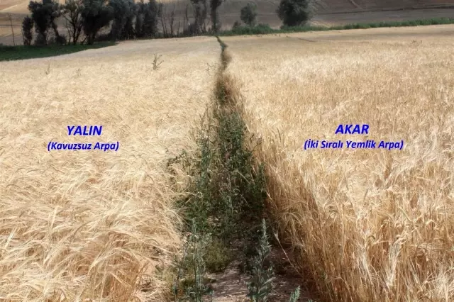 Yerli çeşit arpa hasadı yapıldı