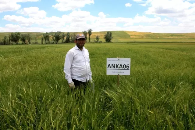 Yerli çeşit arpa hasadı yapıldı