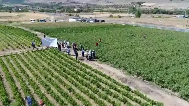Yıllık 80 bin ton sebze üretimi ile ekonomiye katkı sağlanıyor
