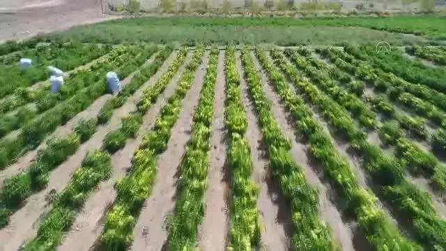 Yıllık 80 bin ton sebze üretimi ile ekonomiye katkı sağlanıyor