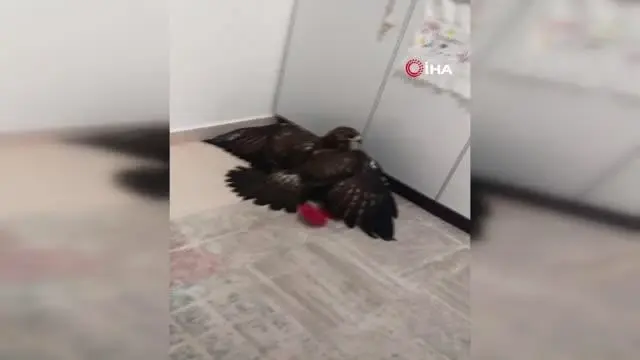 Yolu şaşıran şahin eve girdi