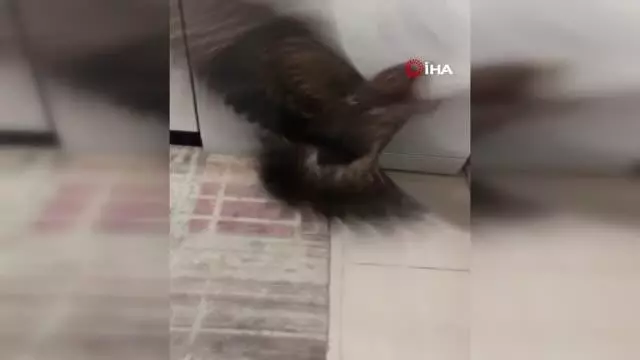 Yolu şaşıran şahin eve girdi